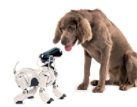 Real dog meeting a robot dog