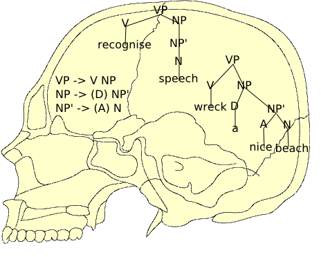 Cross section of skull with trees and rules