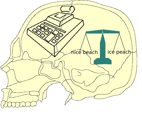 Cross section of skull with adding machine and scales