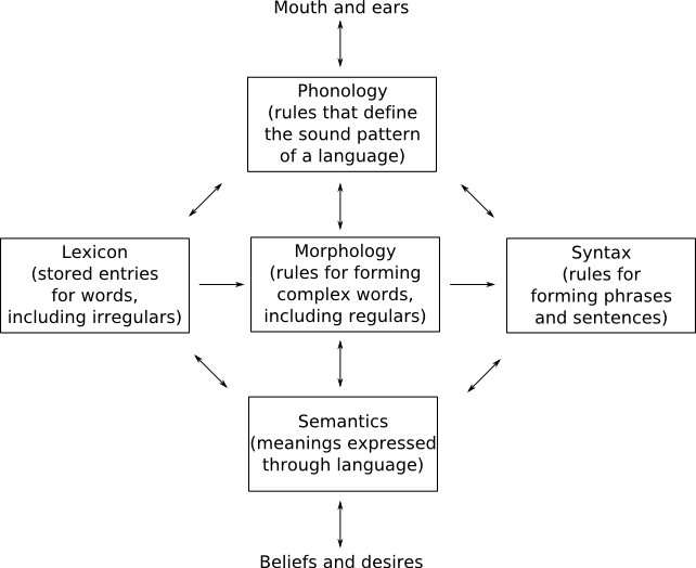 <list>        <item>lexicon (stored entries for words, including irregulars)</item>        <item>morphology (rules for forming complex words, including regulars)</item>        <item>syntax (rules for forming phrases and sentences)</item>        <item>phonology (rules that define the sound pattern of a language, interface with the mouth and ears)</item>        <item>semantics (meanings expressed through language, interface with beliefs and desires)</item>      </list>